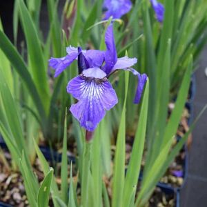 Iris sibirica 'Blue King' ---